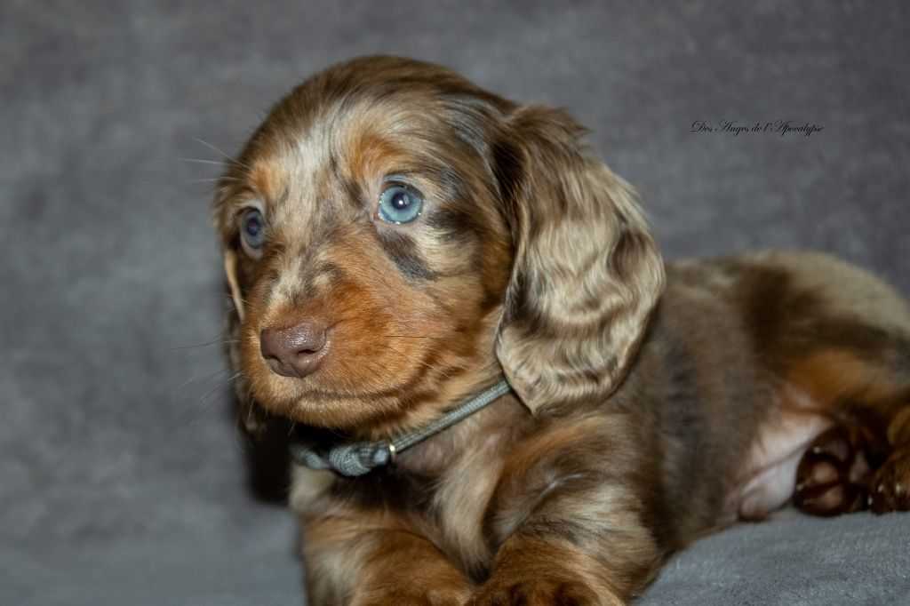 chiot Teckel poil long Des Anges De L'apocalypse