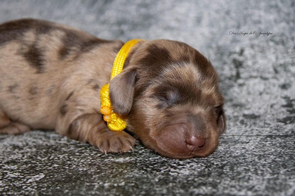 Des Anges De L'apocalypse - Chiot disponible  - Teckel poil long