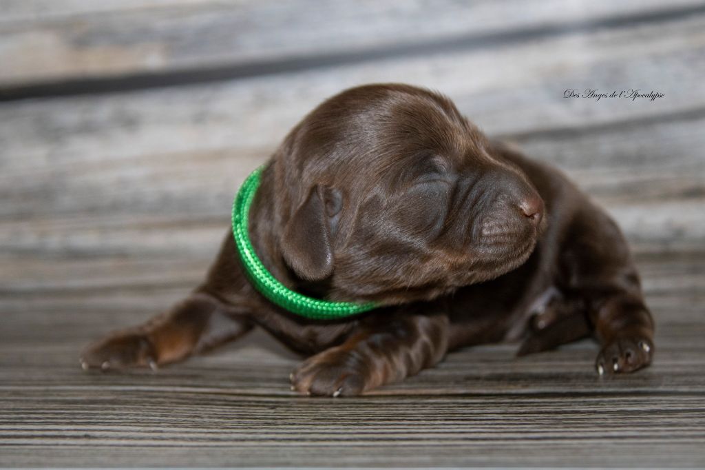 chiot Teckel poil long Des Anges De L'apocalypse