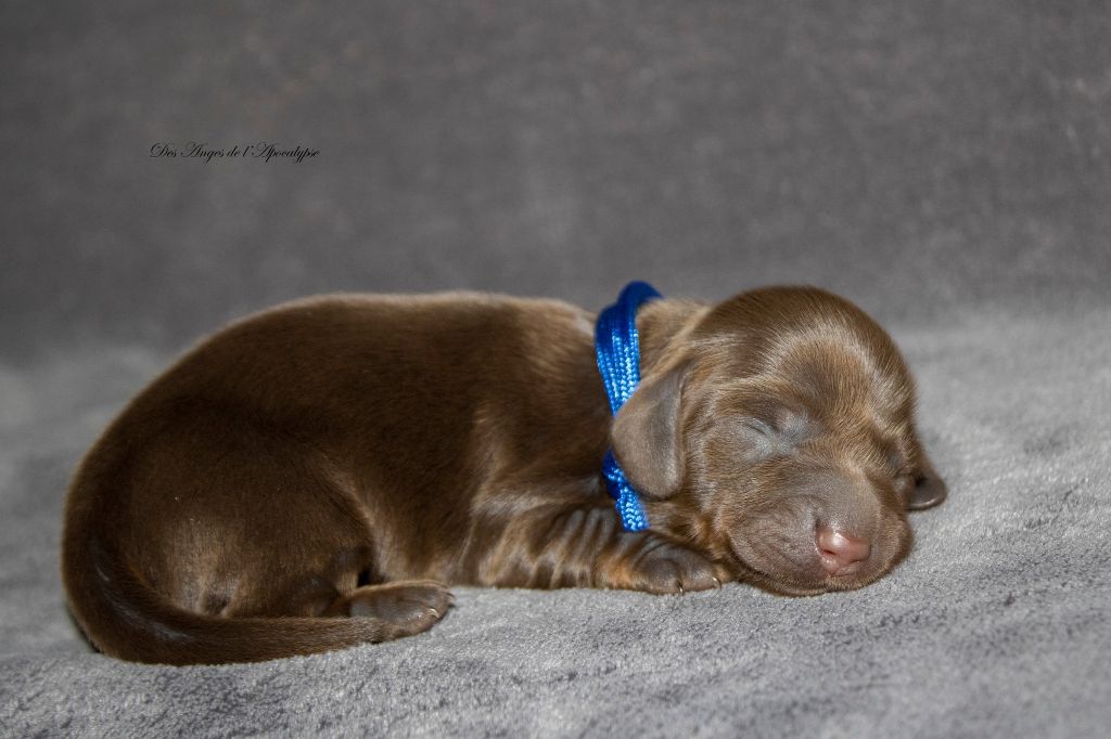 Des Anges De L'apocalypse - Chiot disponible  - Teckel poil long