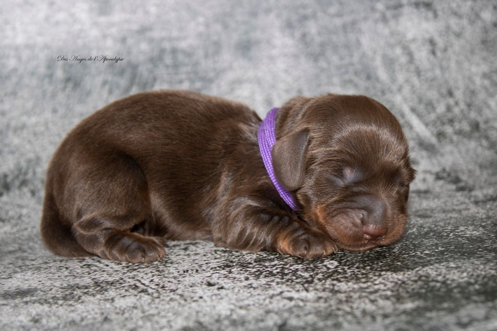 chiot Teckel poil long Des Anges De L'apocalypse