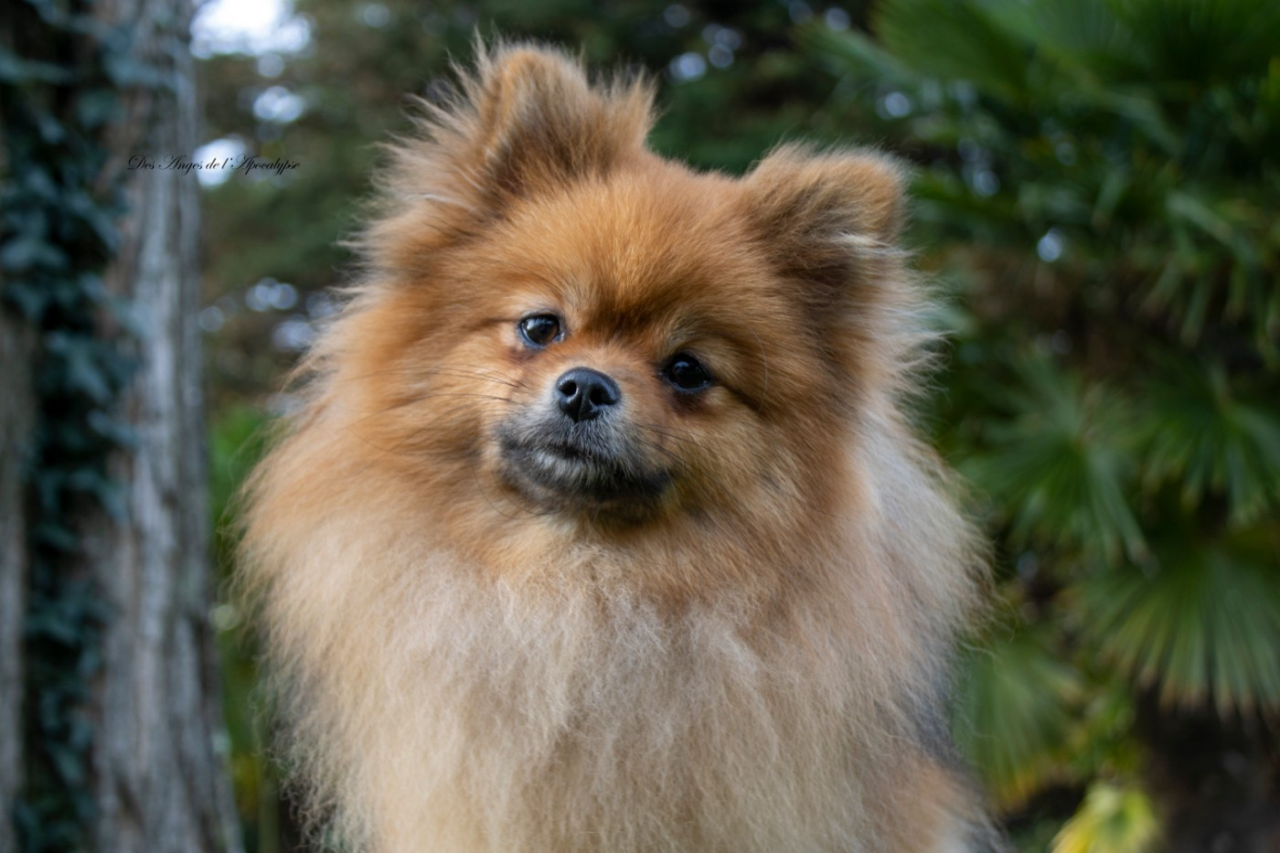 Vénus "Plume" de french vanilla