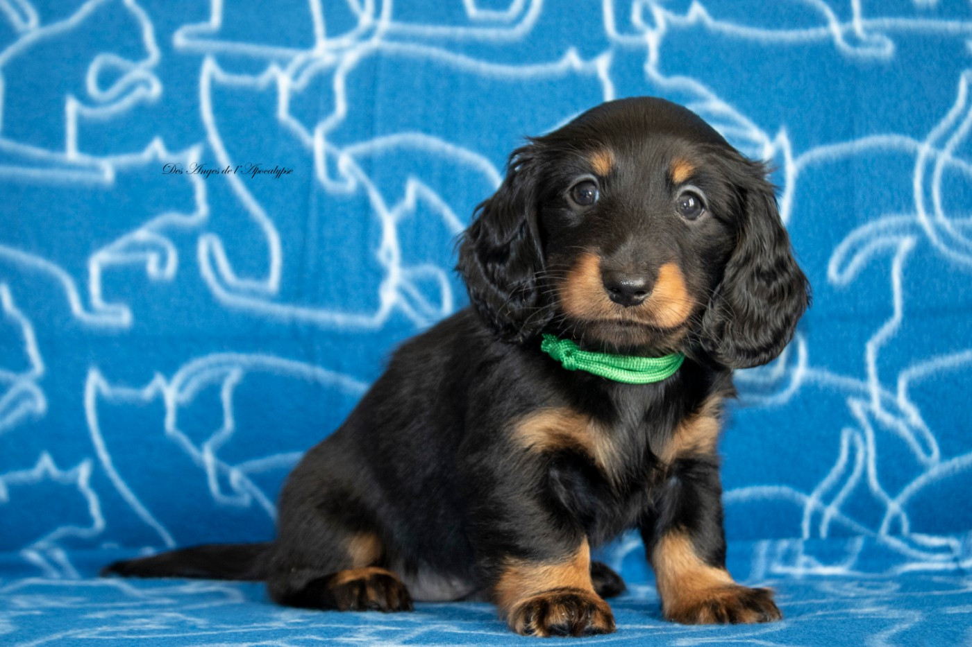 Altesse Royale Des Anges De L'apocalypse