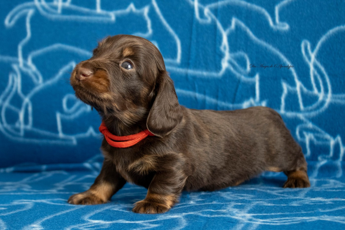 Chiots Teckel Nain / Kaninchen poil long disponibles à la réservation