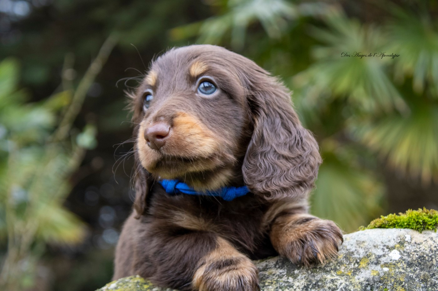 Chiots Teckel Nain / Kaninchen poil long disponibles à la réservation