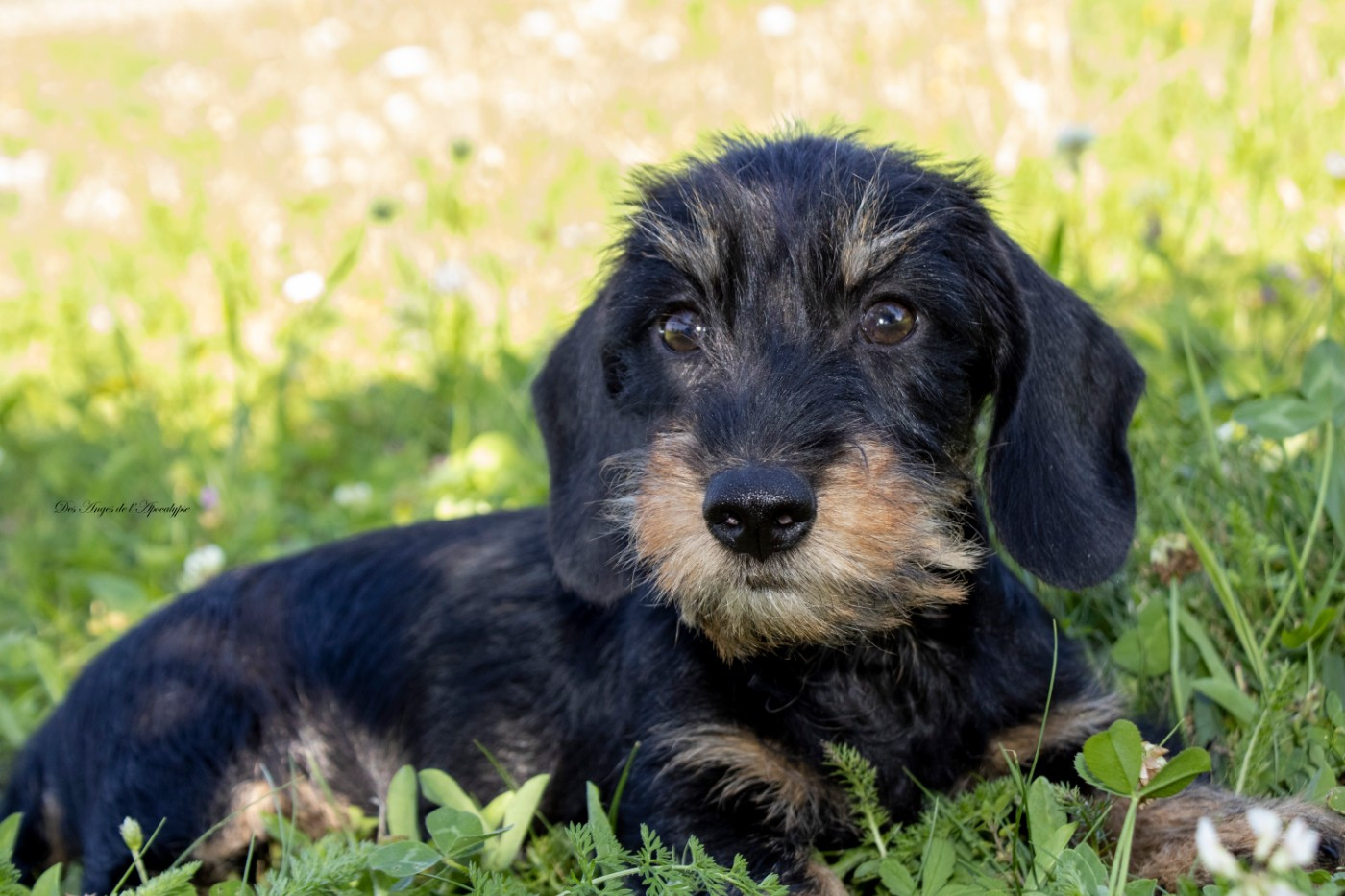 Futures naissances...