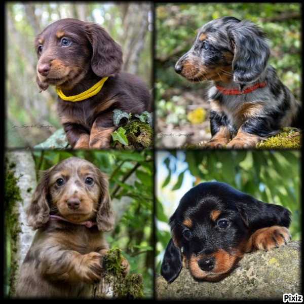 Futures naissances...