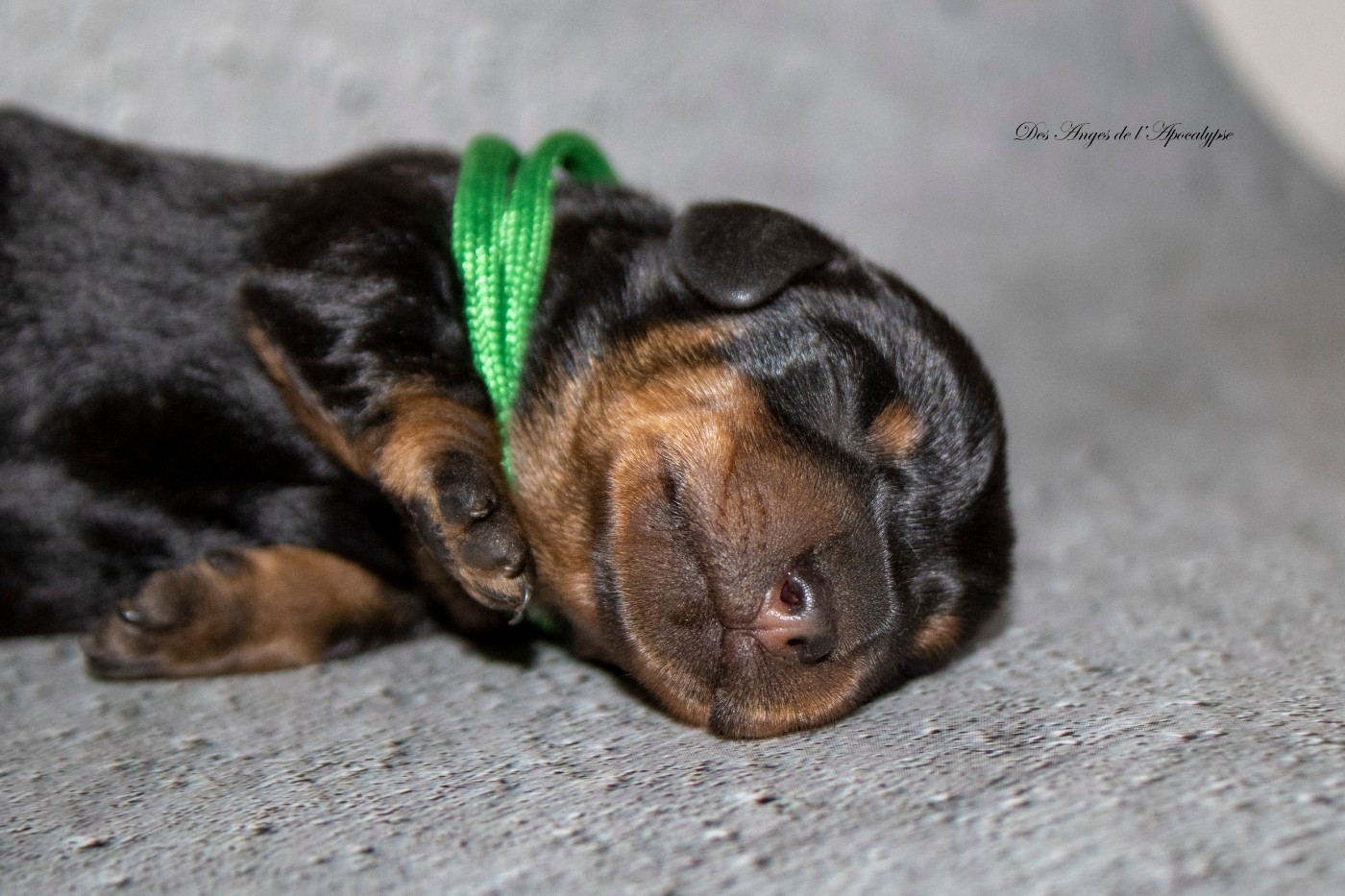 Chiots Teckel Nain / Kaninchen poil dur disponibles à la réservation !