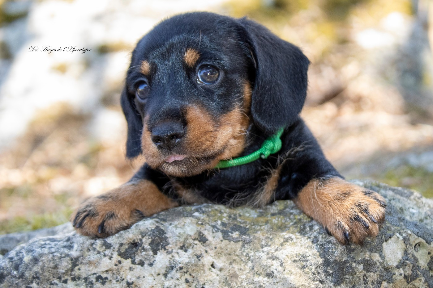 Chiot Teckel Nain poil dur disponible de suite !