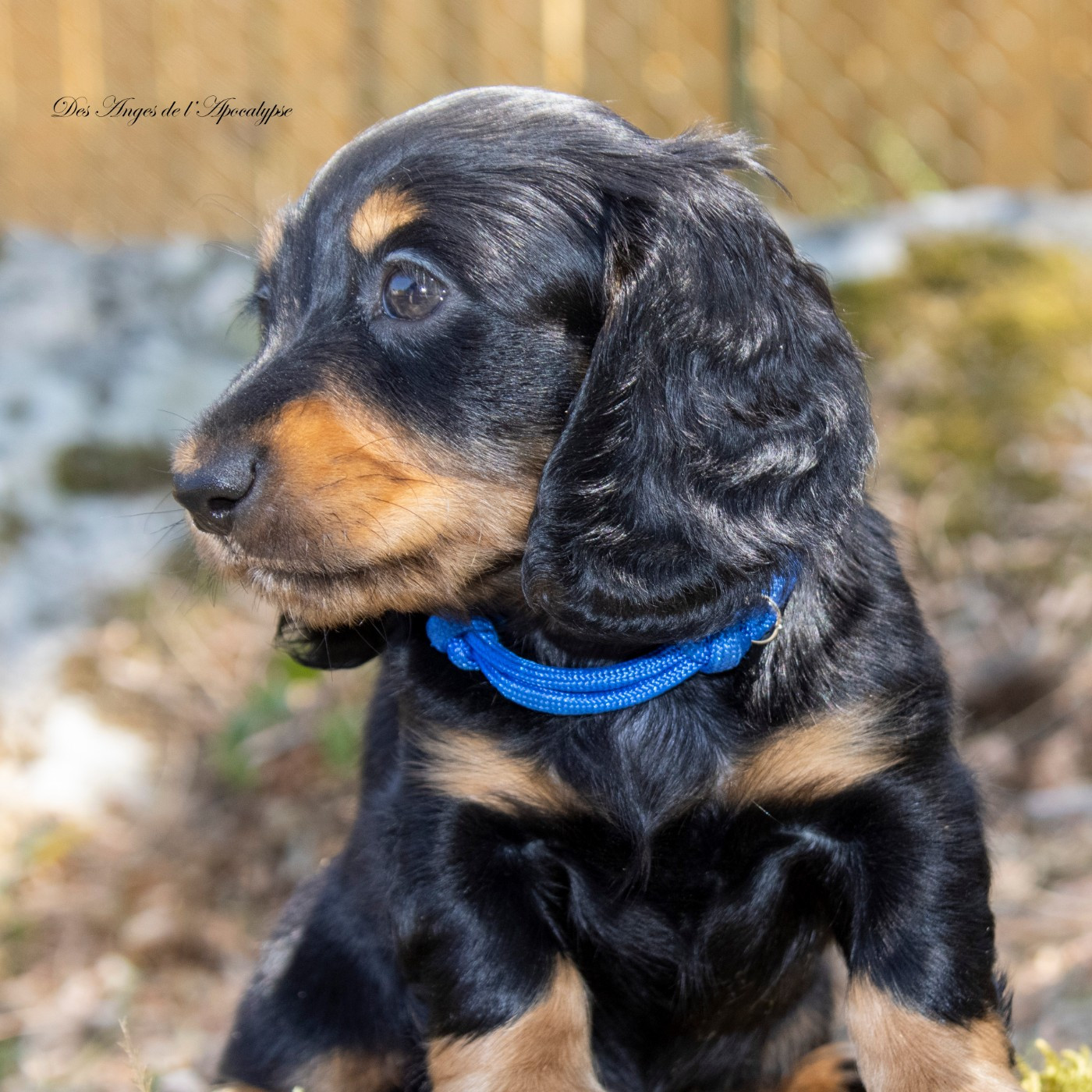Chiot Teckel Nain poil long disponible de suite !
