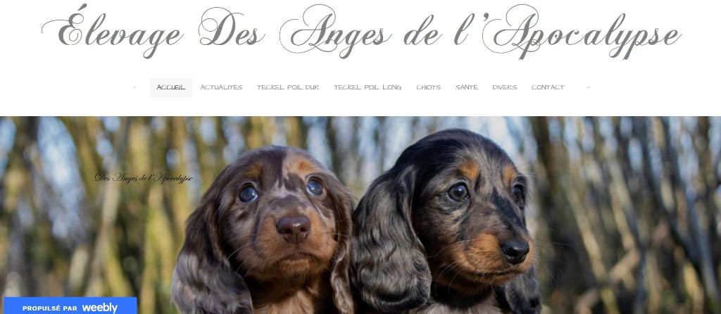 Des Anges De L'apocalypse - Second site de l'élevage