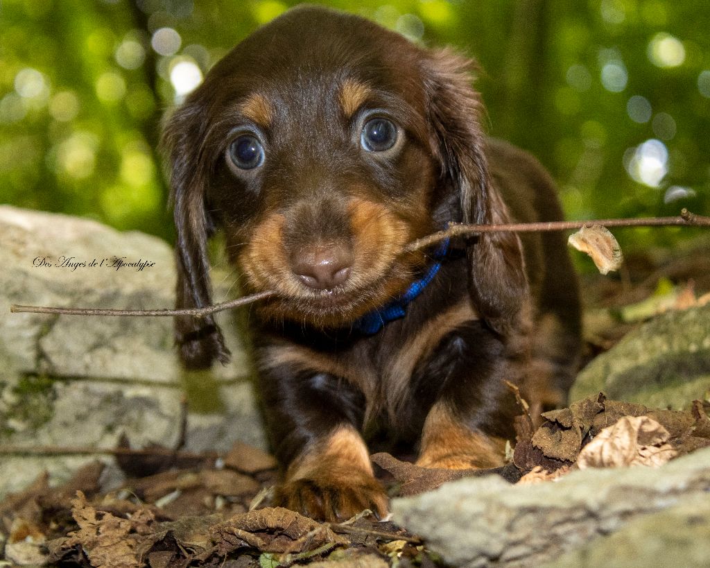 Chiot Teckel poil long Des Anges De L'apocalypse