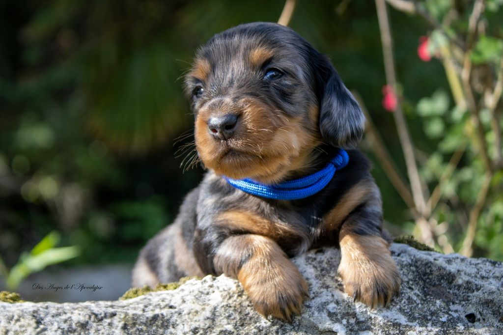 Des Anges De L'apocalypse - Chiots disponibles - Teckel poil long