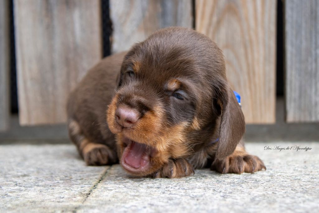 Des Anges De L'apocalypse - Chiots disponibles - Teckel poil dur