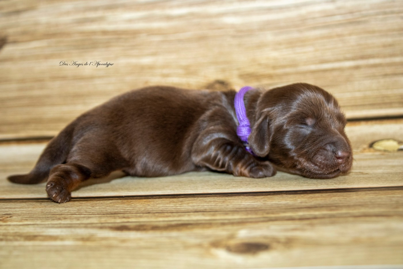 Des Anges De L'apocalypse - Chiots disponibles - Teckel poil long