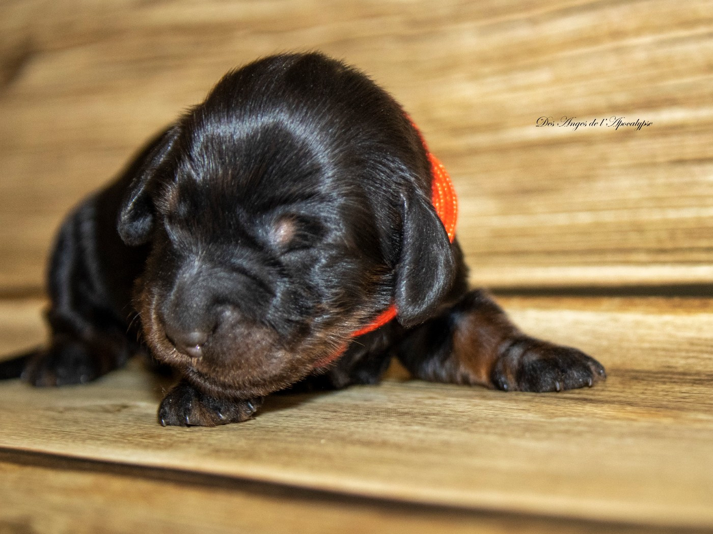 Des Anges De L'apocalypse - Chiots disponibles - Teckel poil long