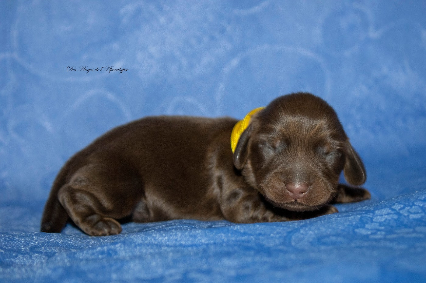 Des Anges De L'apocalypse - Chiots disponibles - Teckel poil long