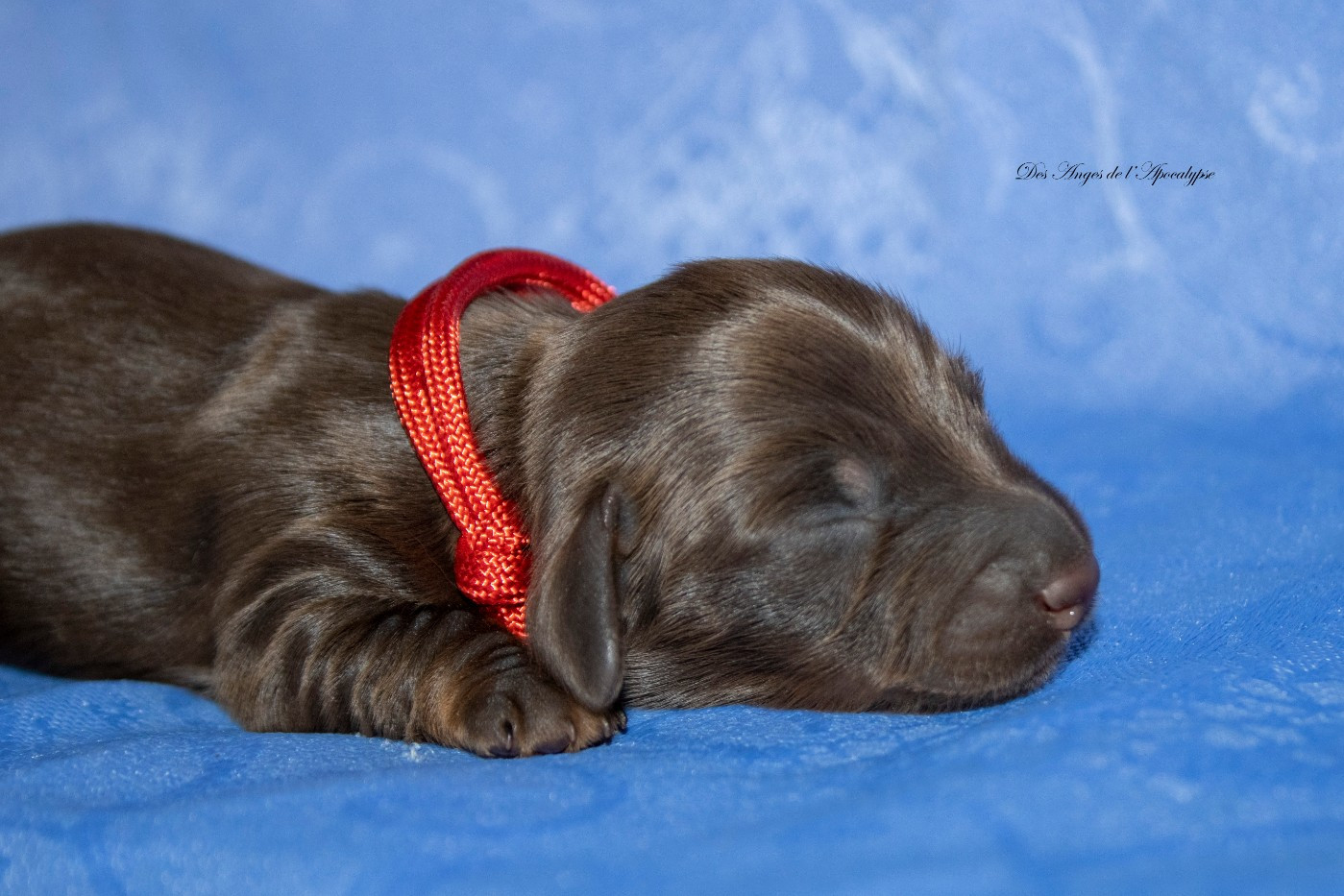 Des Anges De L'apocalypse - Chiots disponibles - Teckel poil long