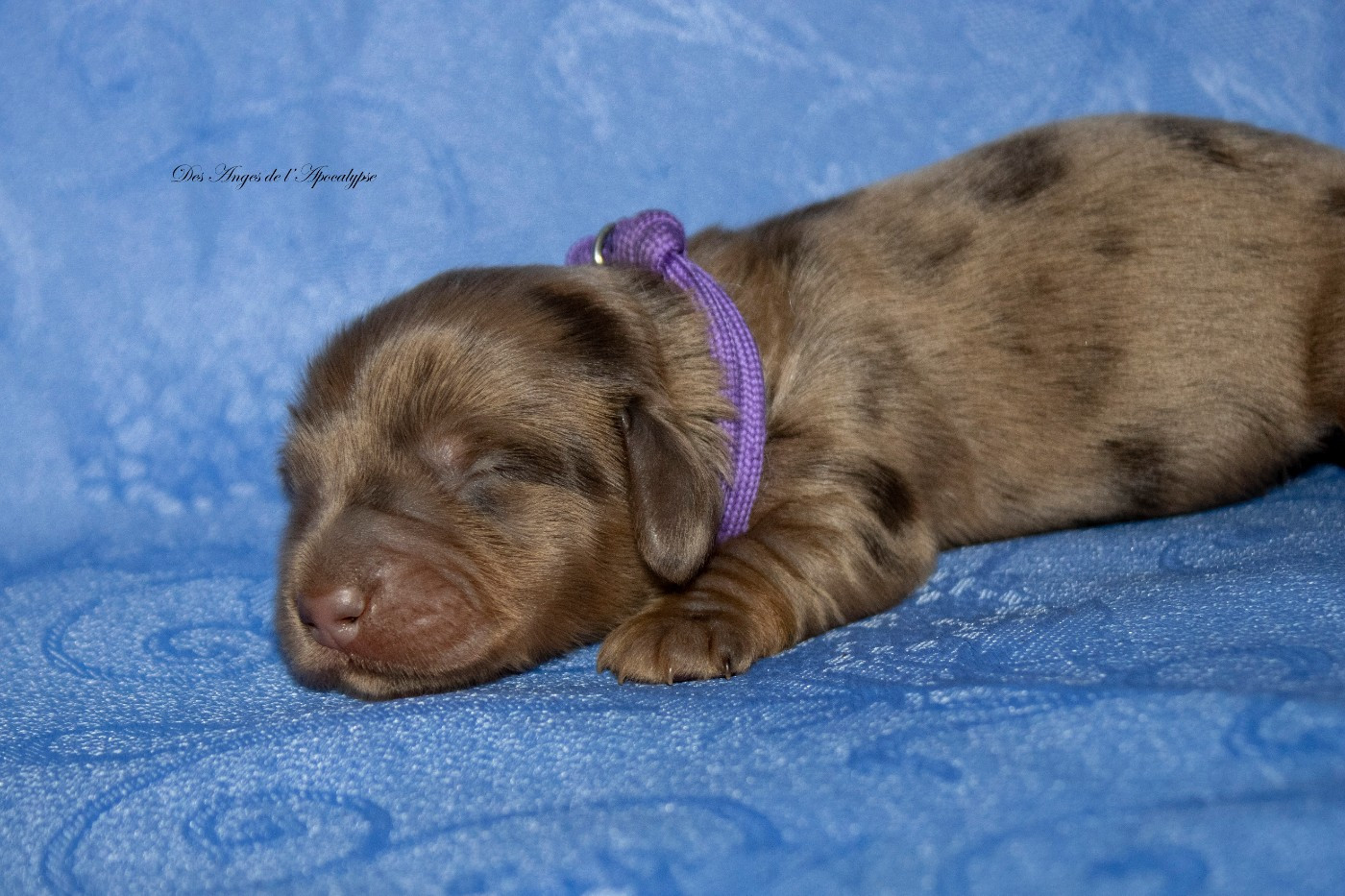 Des Anges De L'apocalypse - Chiots disponibles - Teckel poil long