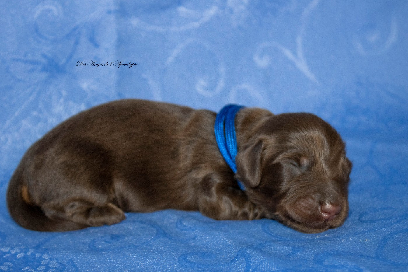 Chiot Teckel poil long Des Anges De L'apocalypse