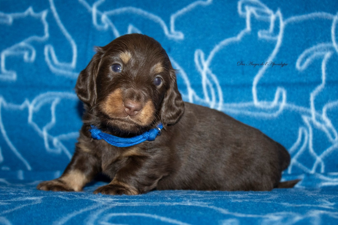 Des Anges De L'apocalypse - Chiots disponibles - Teckel poil long