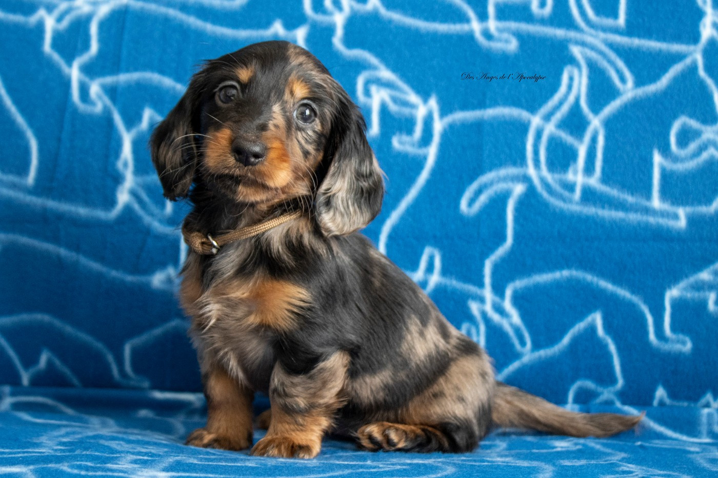 Des Anges De L'apocalypse - Teckel poil long - Portée née le 20/11/2025