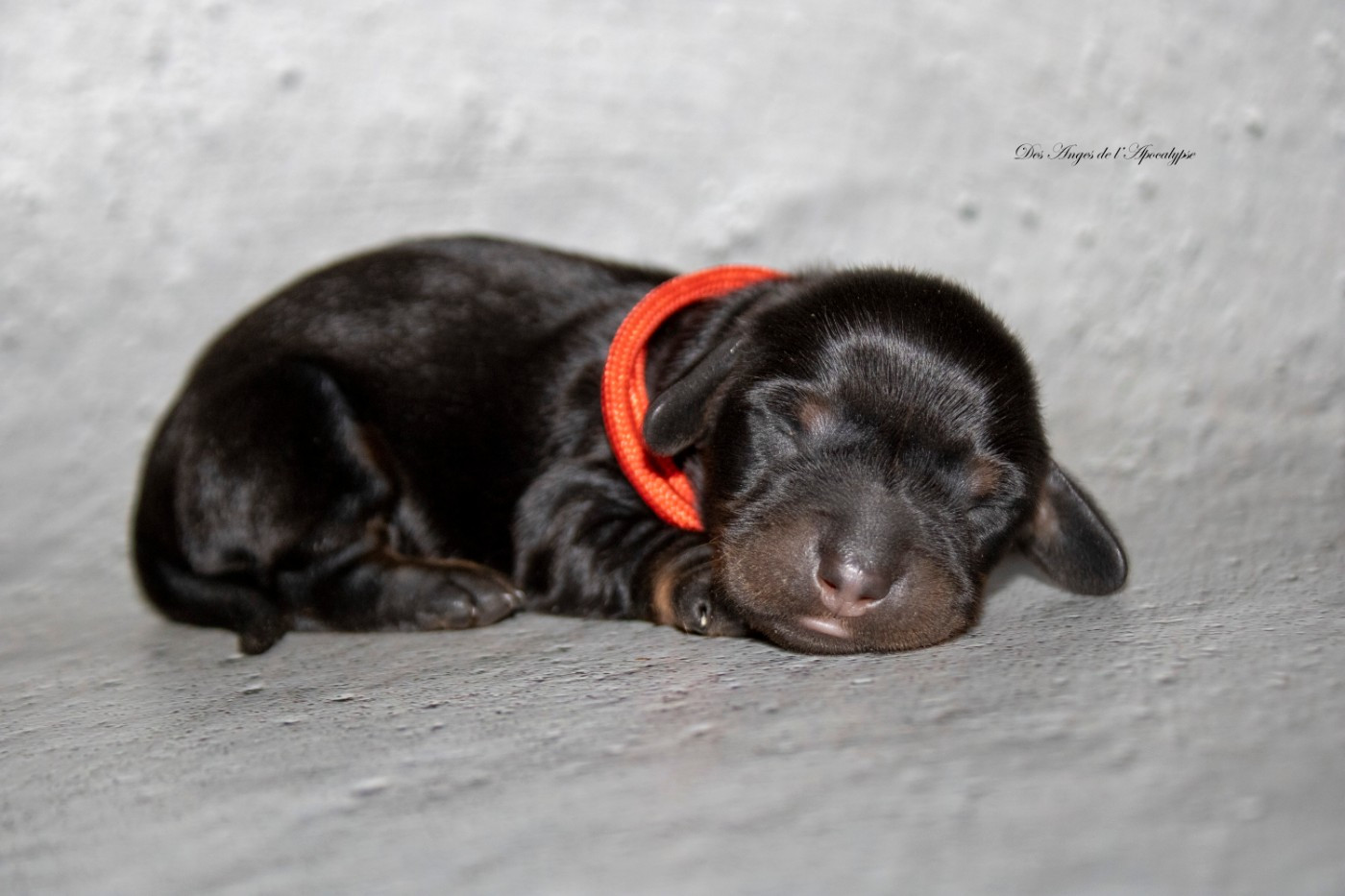 Des Anges De L'apocalypse - Chiots disponibles - Teckel poil long