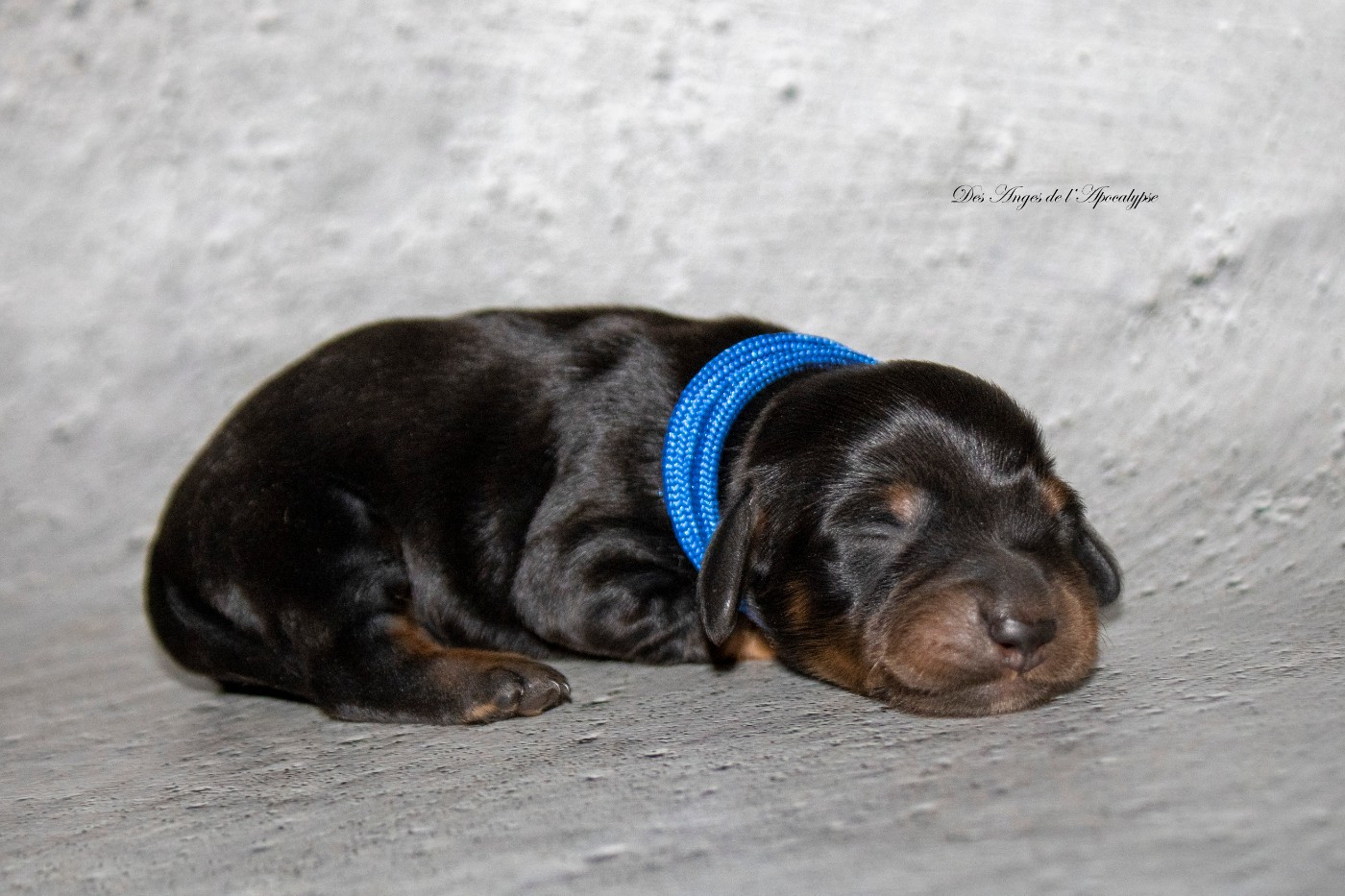 Des Anges De L'apocalypse - Chiots disponibles - Teckel poil long
