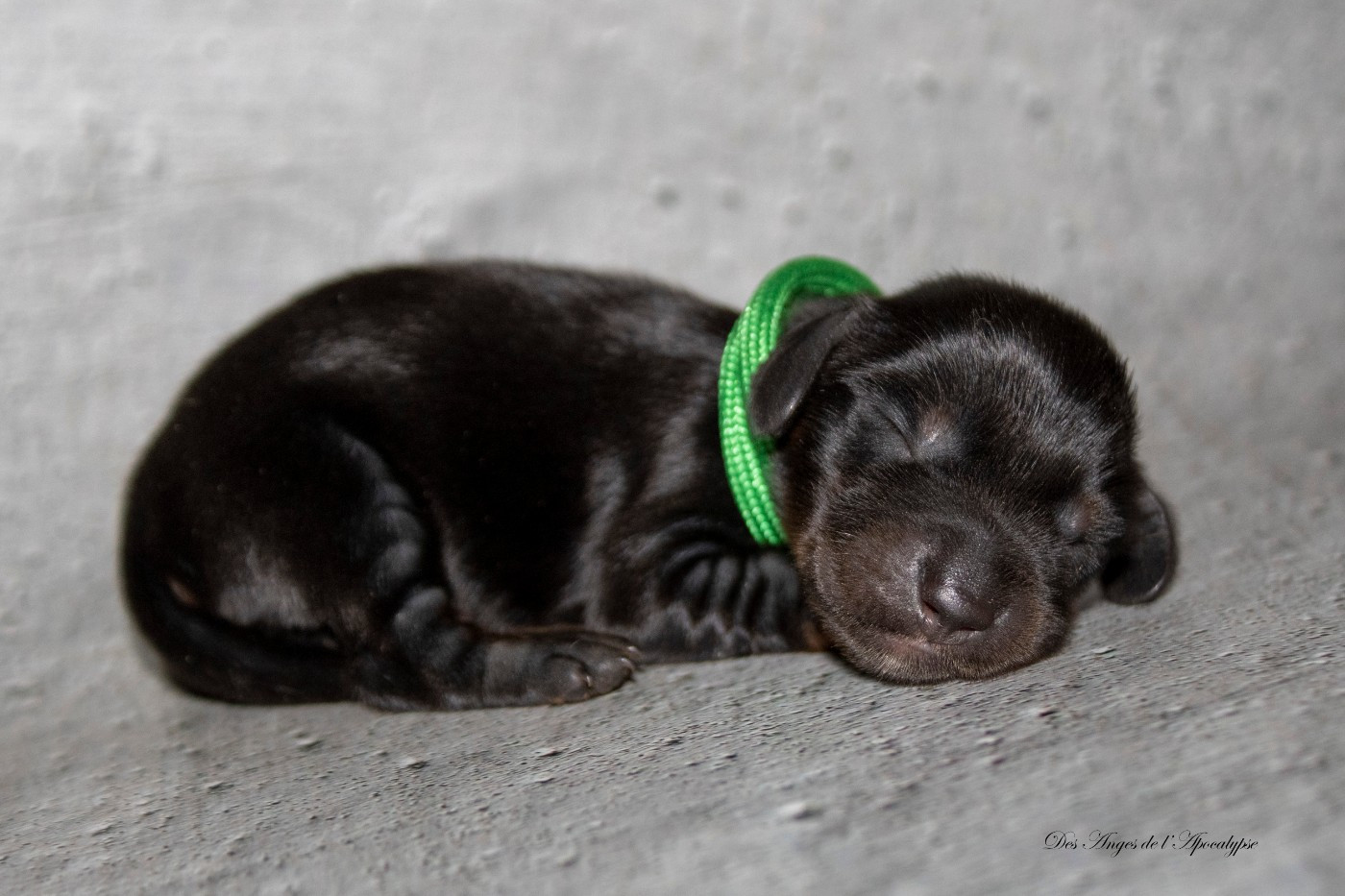 Des Anges De L'apocalypse - Chiots disponibles - Teckel poil long