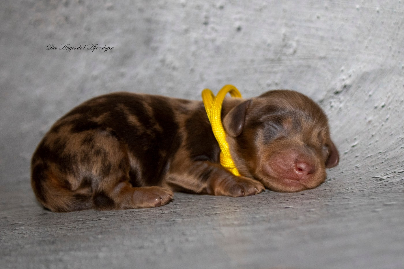 Des Anges De L'apocalypse - Chiots disponibles - Teckel poil long