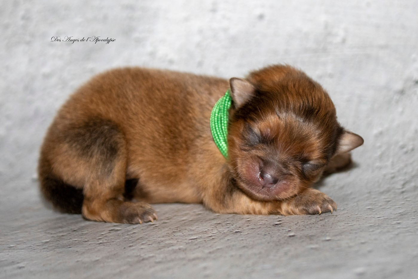 Des Anges De L'apocalypse - Chiots disponibles - Spitz allemand