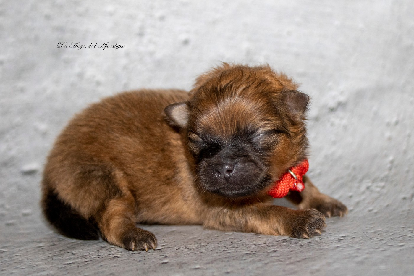 Des Anges De L'apocalypse - Chiots disponibles - Spitz allemand