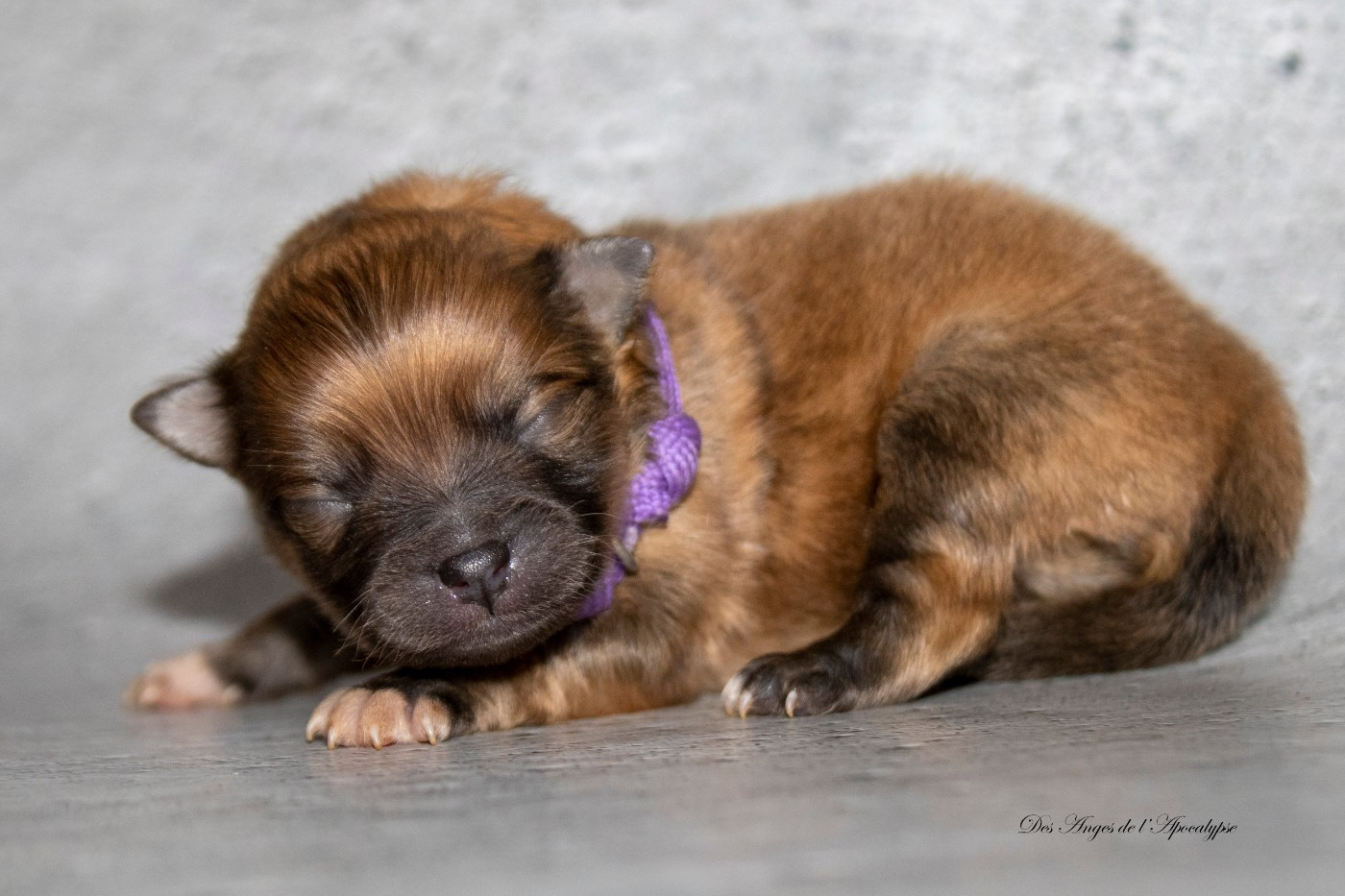 Des Anges De L'apocalypse - Chiots disponibles - Spitz allemand