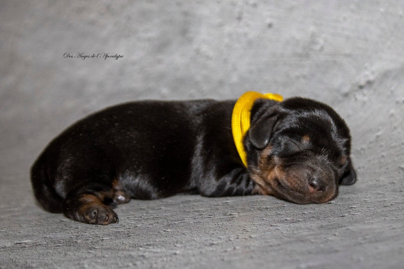 Des Anges De L'apocalypse - Chiots disponibles - Teckel poil dur