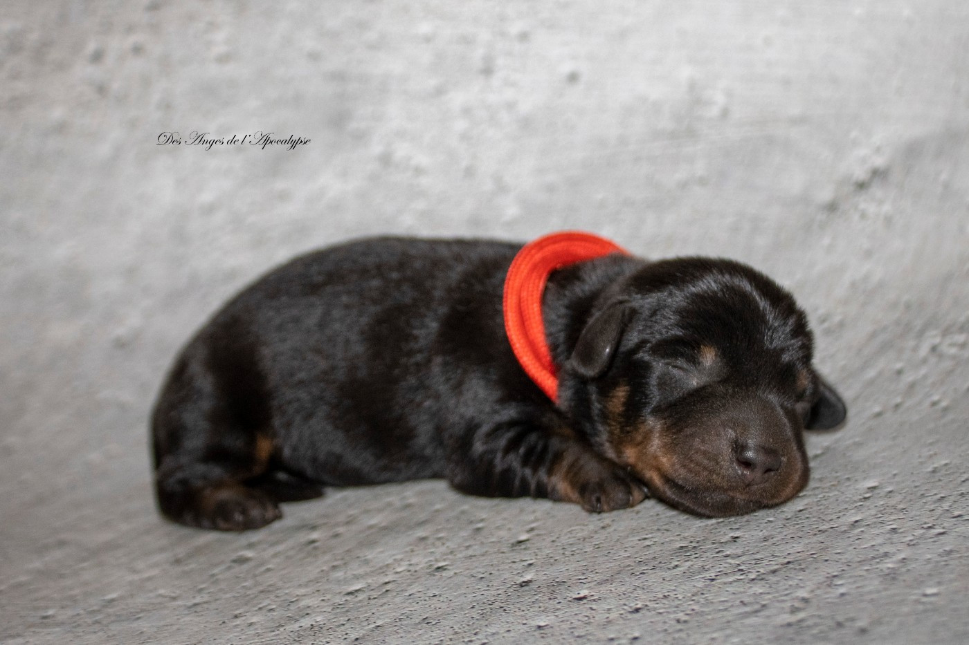 Des Anges De L'apocalypse - Chiots disponibles - Teckel poil dur