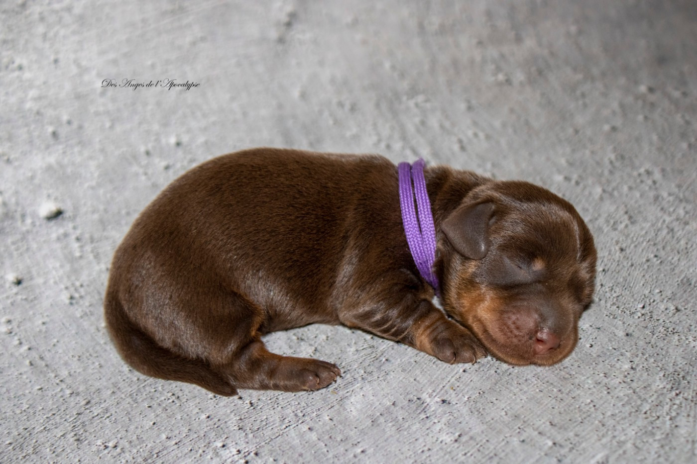 Des Anges De L'apocalypse - Chiots disponibles - Teckel poil dur