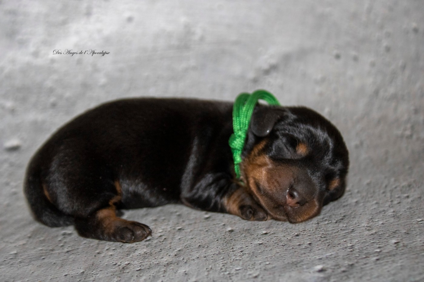 Des Anges De L'apocalypse - Chiots disponibles - Teckel poil dur