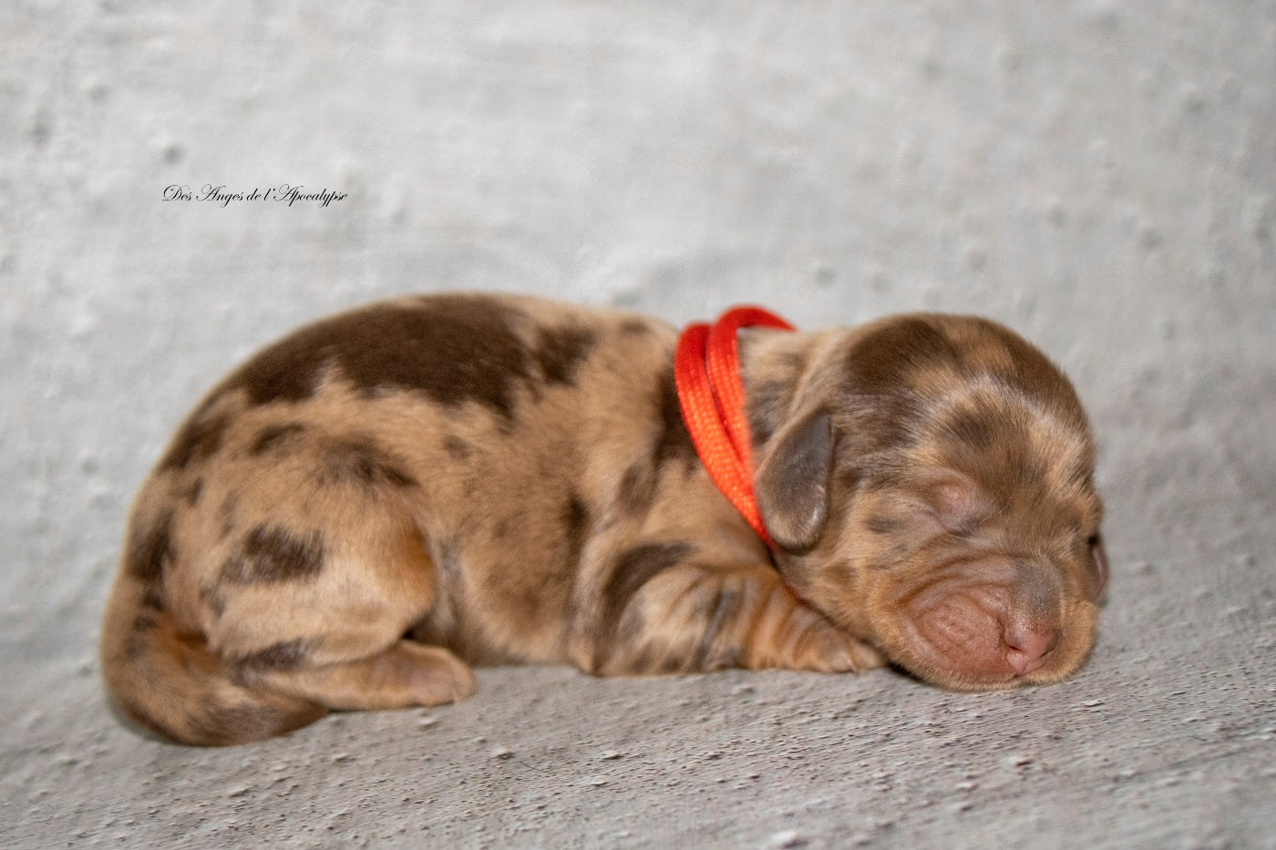 Des Anges De L'apocalypse - Chiots disponibles - Teckel poil long