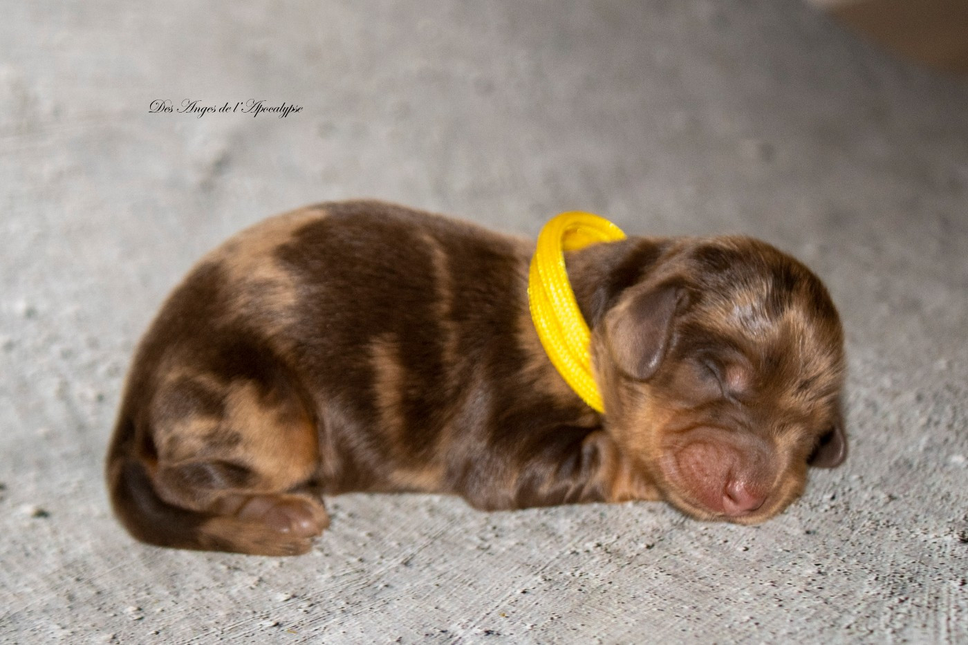 Des Anges De L'apocalypse - Chiots disponibles - Teckel poil long