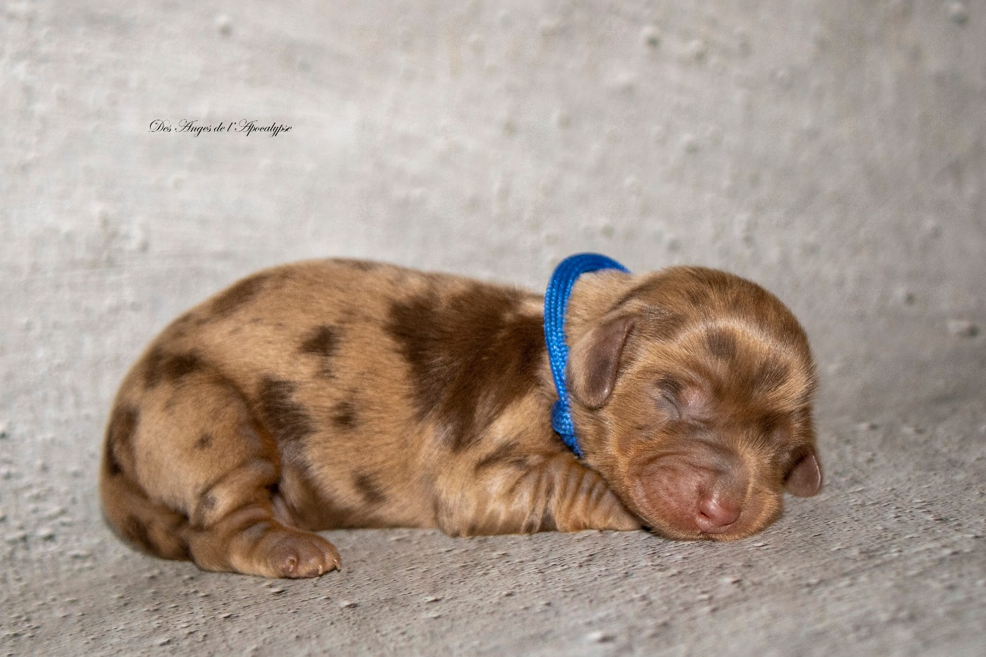 Des Anges De L'apocalypse - Chiots disponibles - Teckel poil long