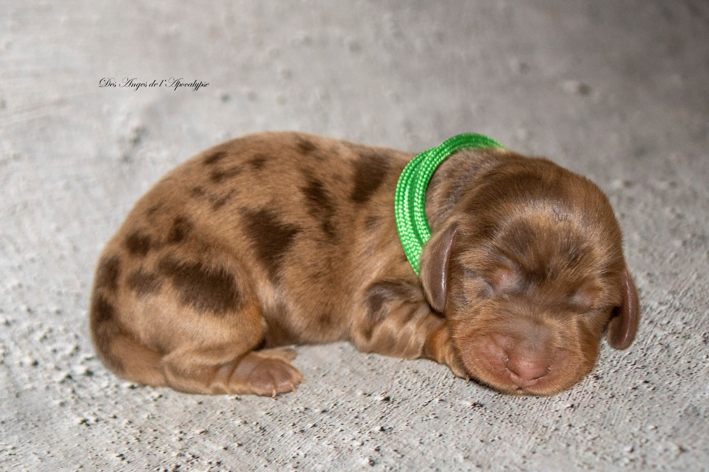 Des Anges De L'apocalypse - Chiots disponibles - Teckel poil long