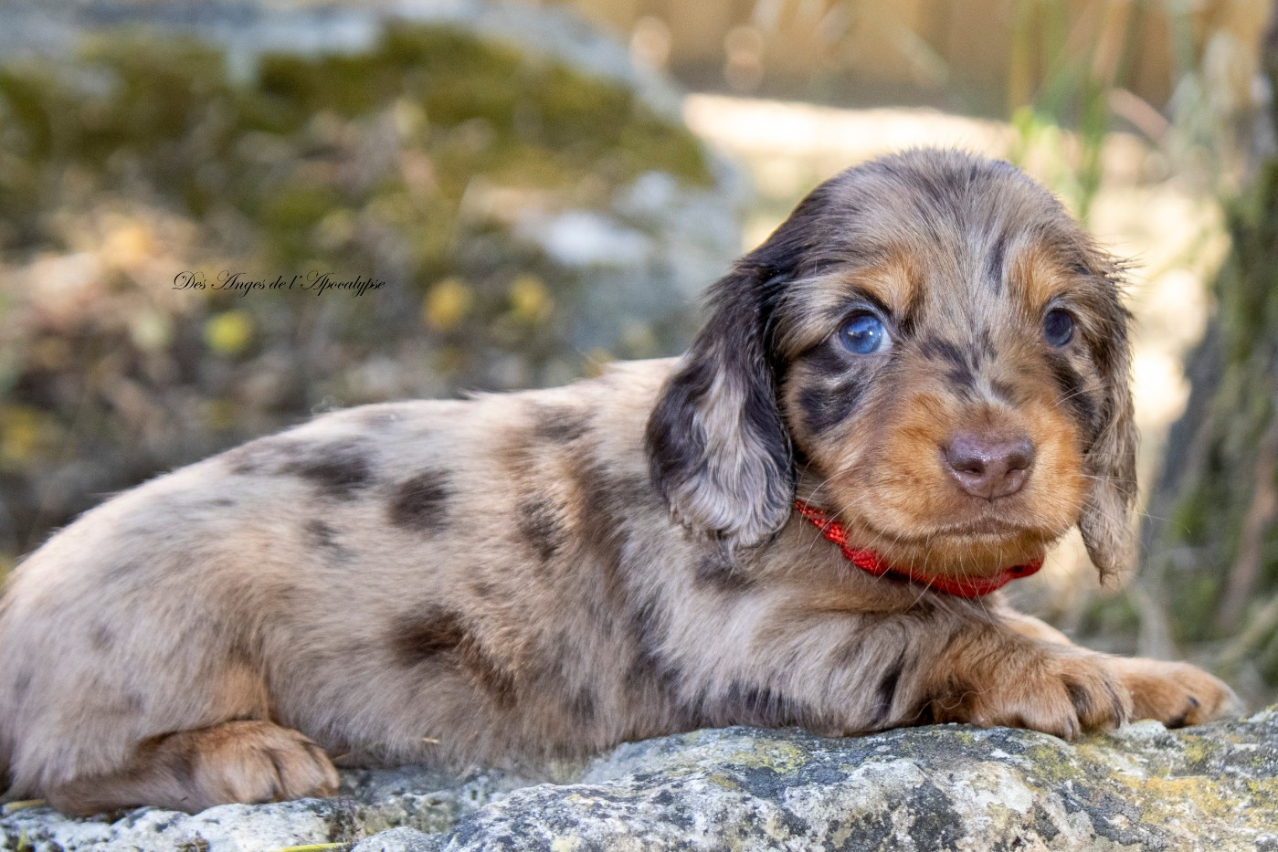 Des Anges De L'apocalypse - Chiots disponibles - Teckel poil long