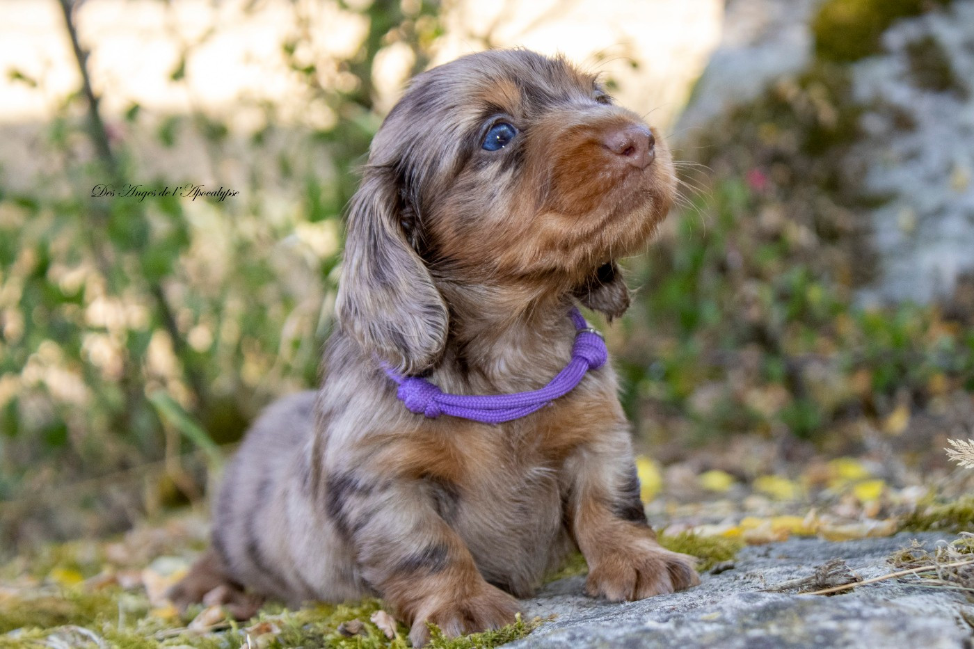 Chiot Teckel poil long Des Anges De L'apocalypse