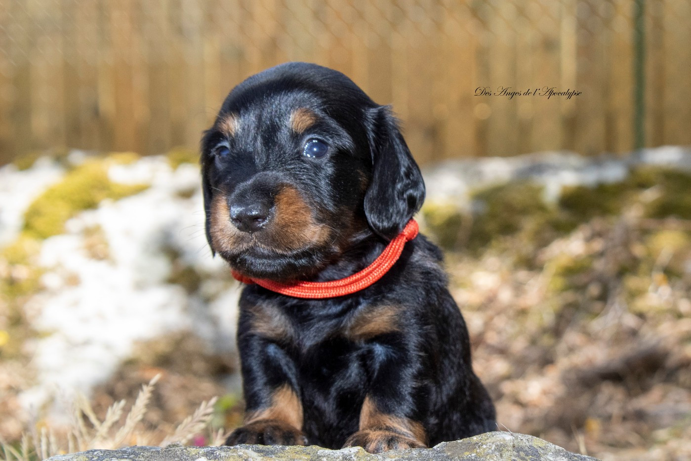 Des Anges De L'apocalypse - Chiots disponibles - Teckel poil long