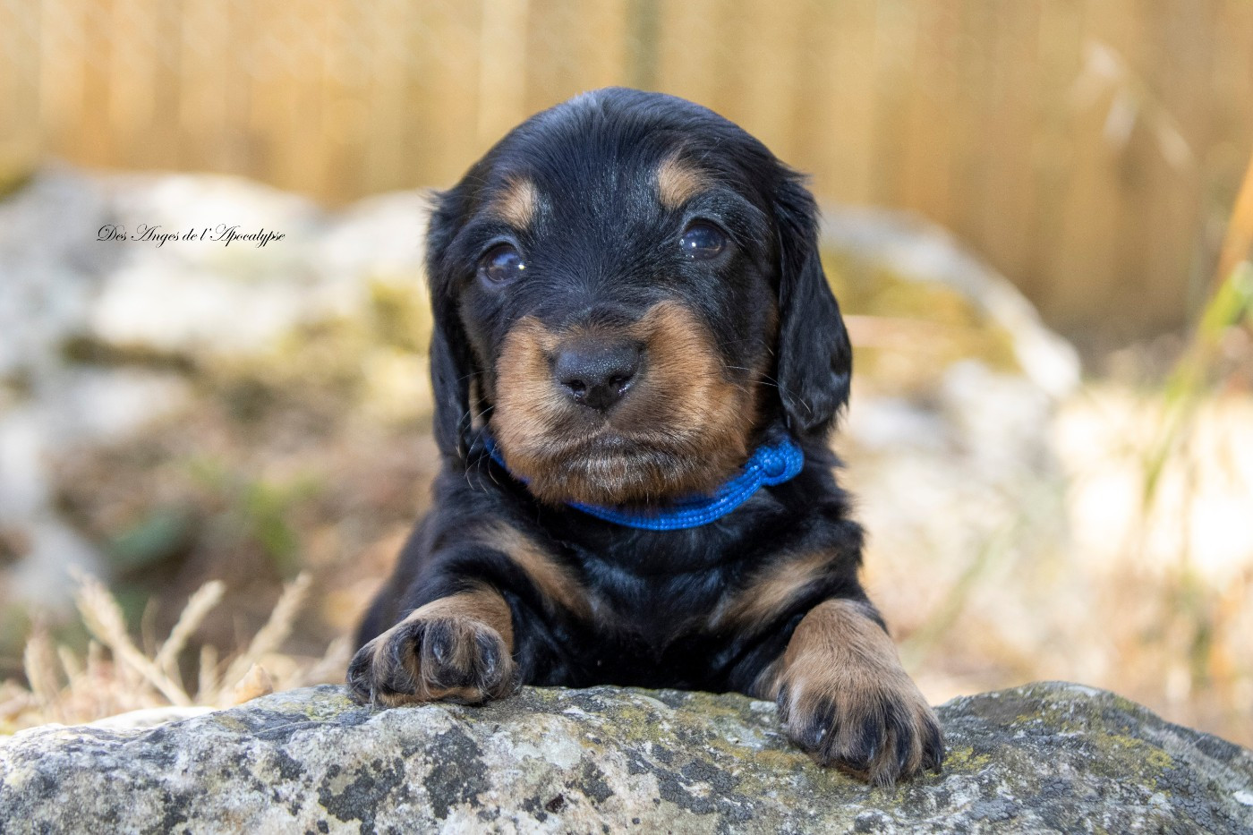 Des Anges De L'apocalypse - Chiots disponibles - Teckel poil long