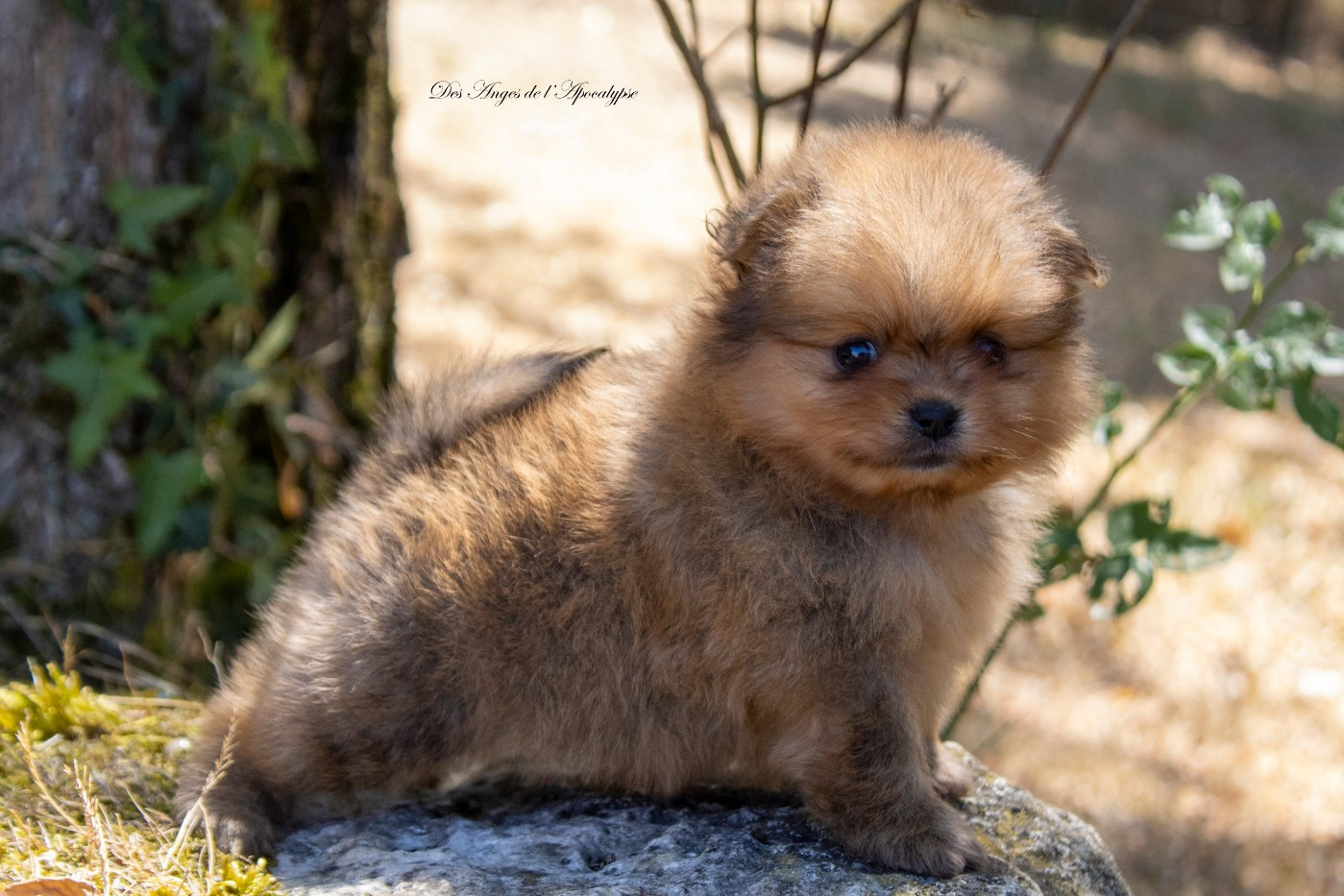 Des Anges De L'apocalypse - Chiots disponibles - Spitz allemand