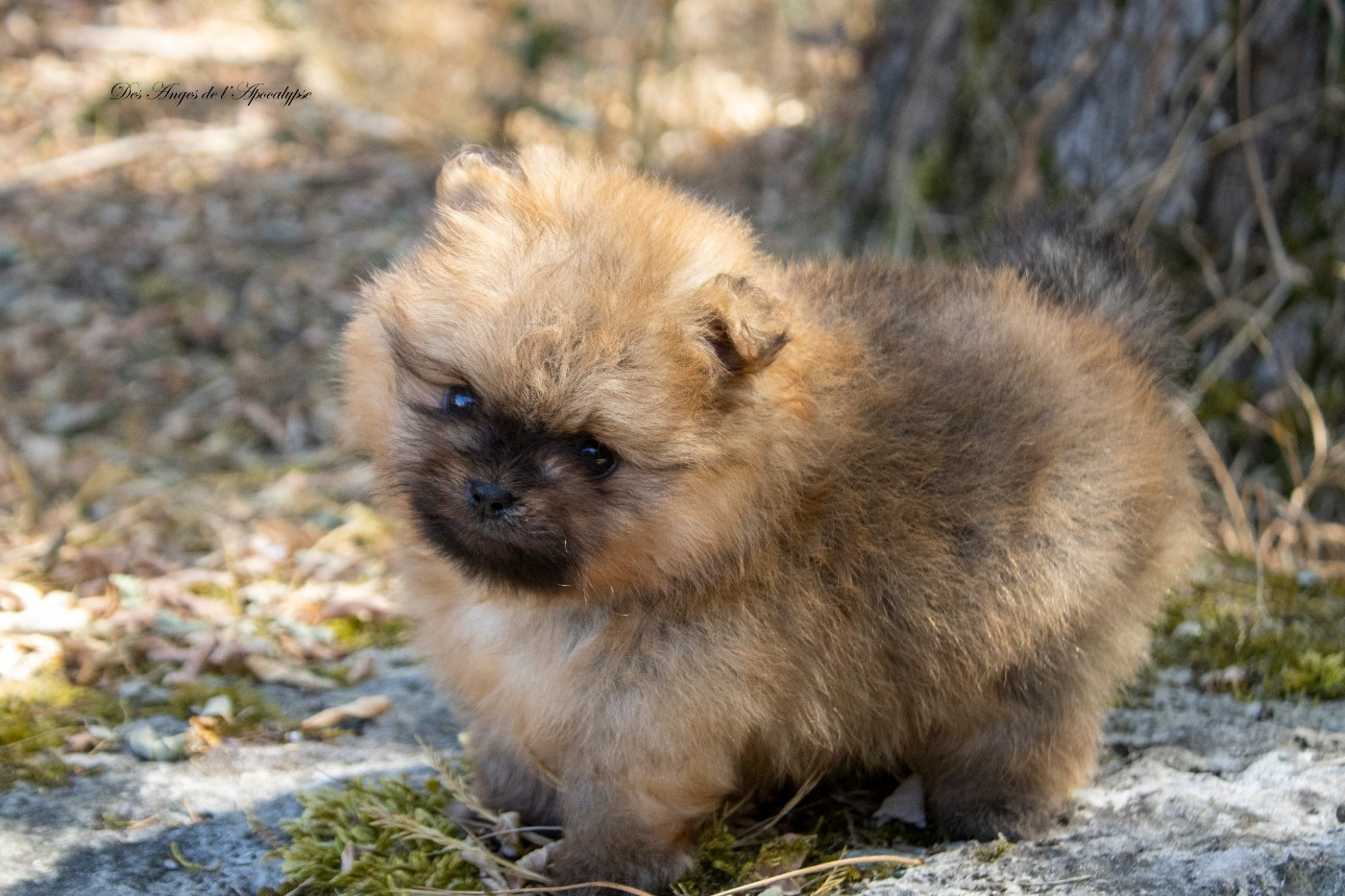 Des Anges De L'apocalypse - Chiots disponibles - Spitz allemand