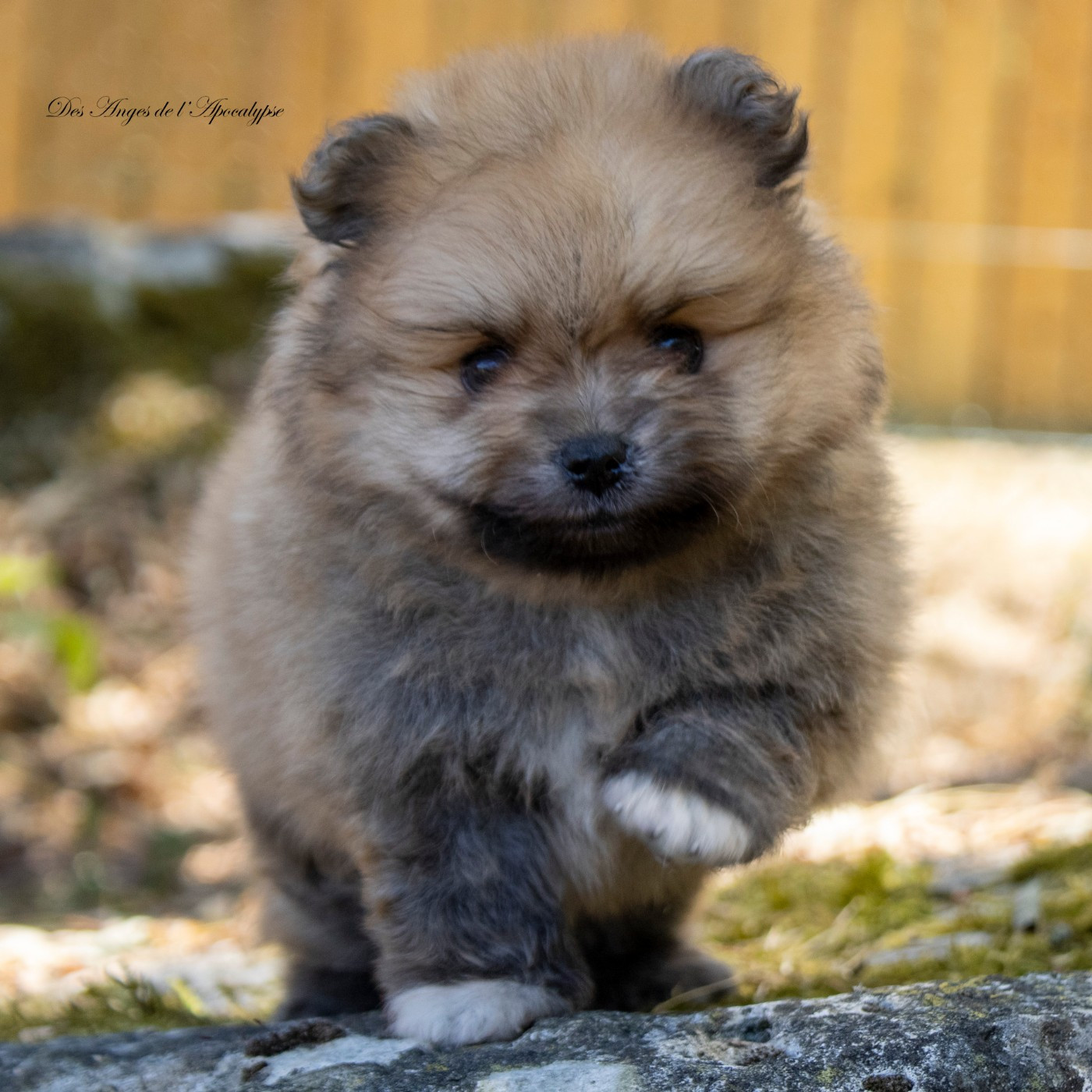 Des Anges De L'apocalypse - Chiots disponibles - Spitz allemand