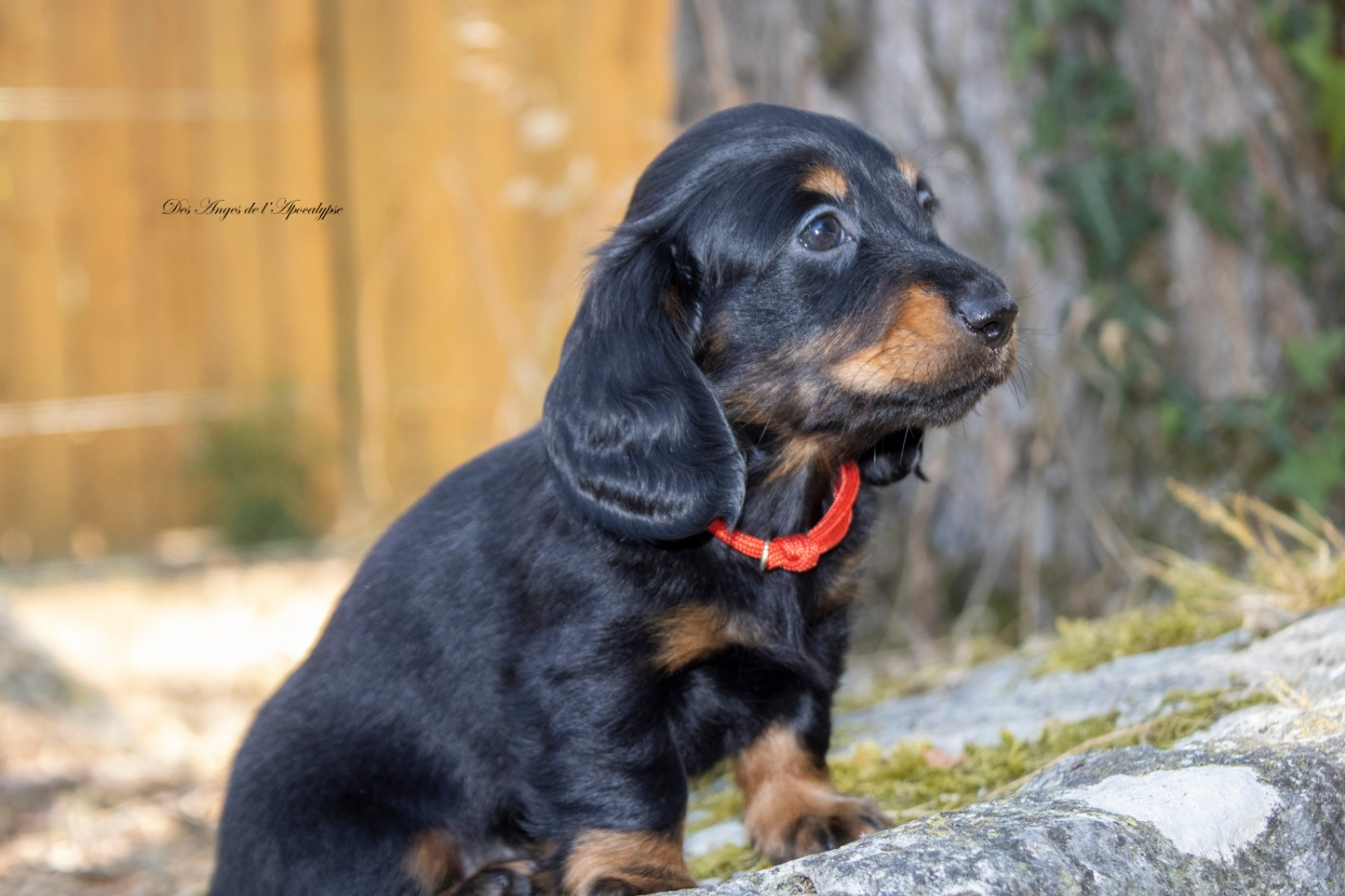 Des Anges De L'apocalypse - Chiots disponibles - Teckel poil long