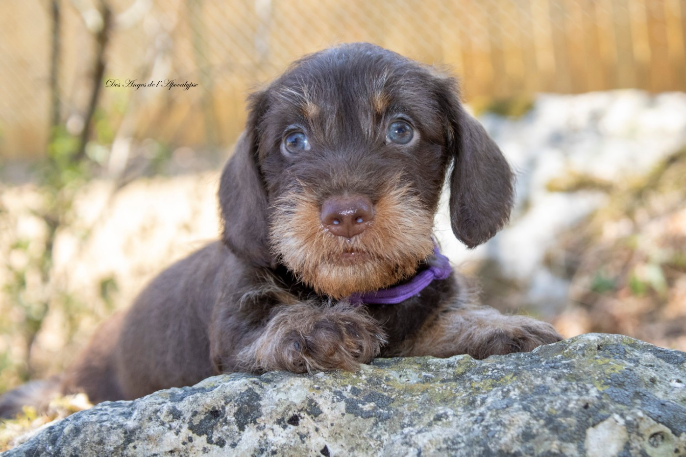 Des Anges De L'apocalypse - Chiots disponibles - Teckel poil dur